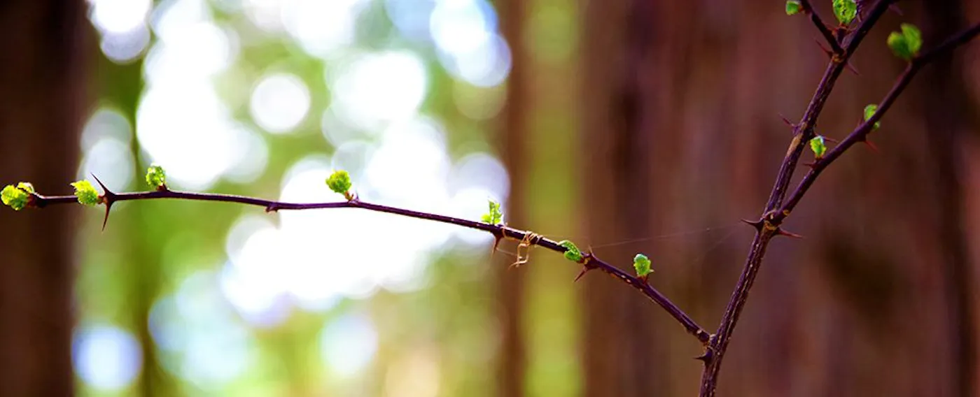 森の新芽の芽吹き