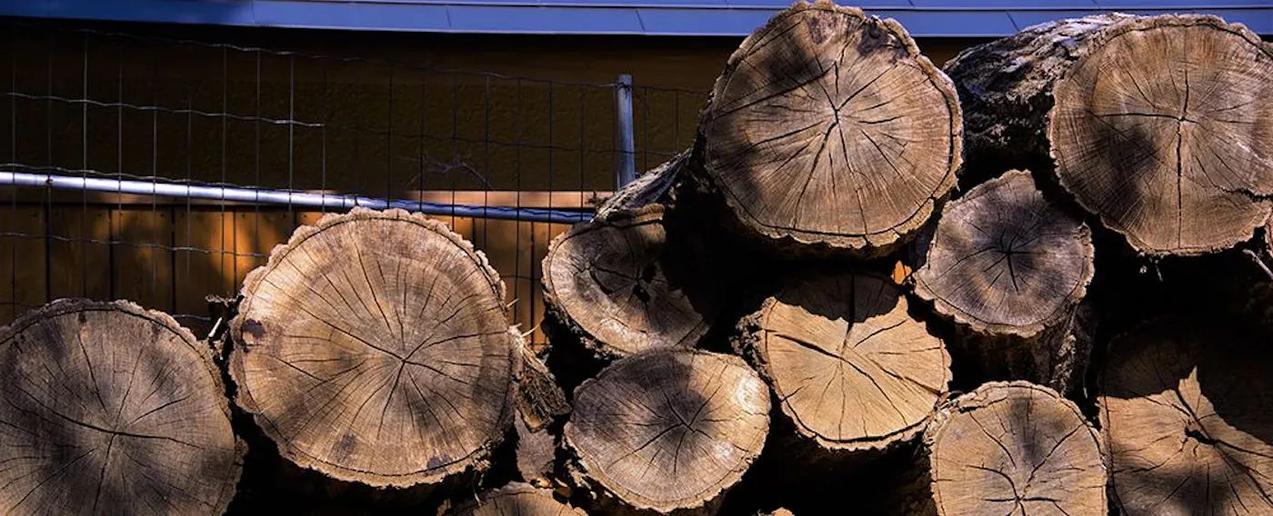 森の木々が揺らめく影