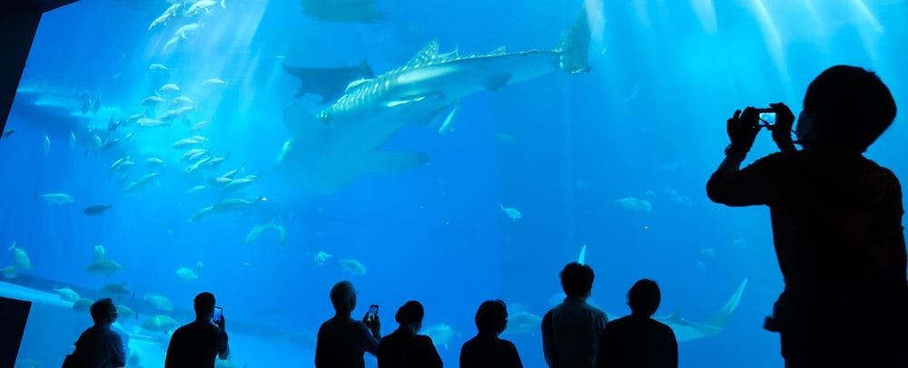 พิพิธภัณฑ์สัตว์น้ำชูราอูมิ