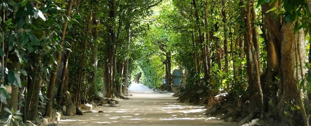 ป่าฟุคุกิแห่งบิเซะ