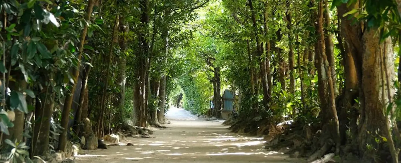 ป่าฟุคุกิแห่งบิเซะ