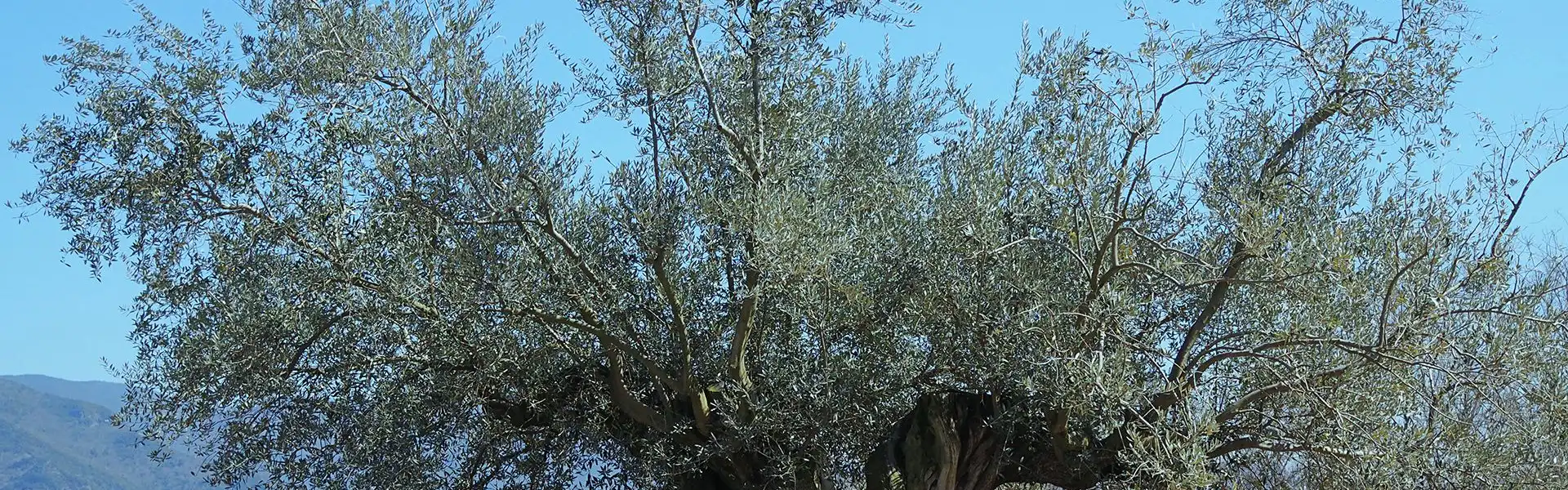 オリーヴのシンボルツリー