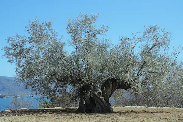 ต้นมะกอกสัญลักษณ์แห่งความสงบ