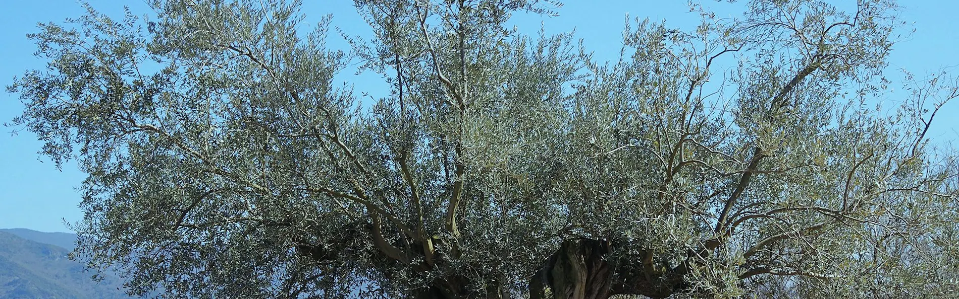 千年オリーブテラス for your wellness 「The STAY」