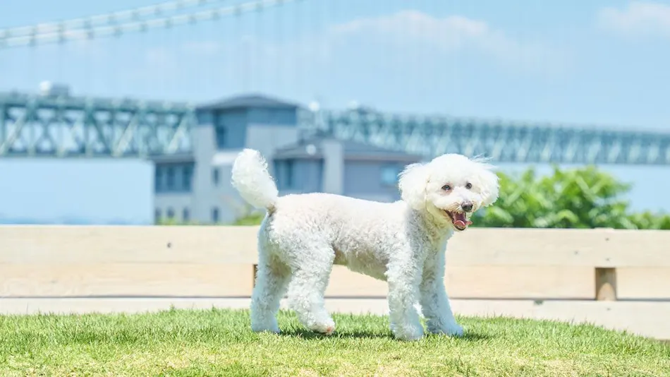 AWAI DOG STAY