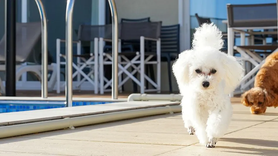 Crystal Villa Shirahama Oceans Dog Resort