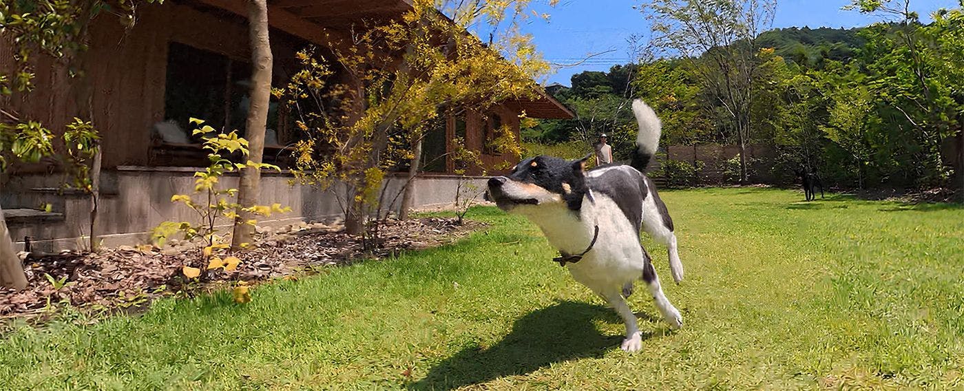 プライベートドッグラン