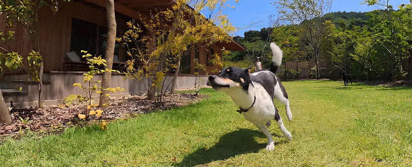 プライベートドッグラン