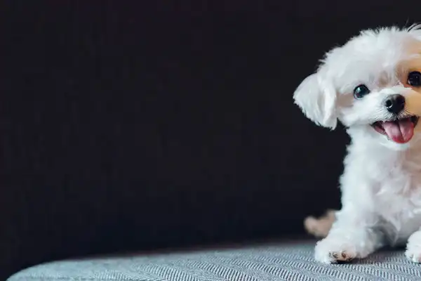 ห้องสไตล์ญี่ปุ่น