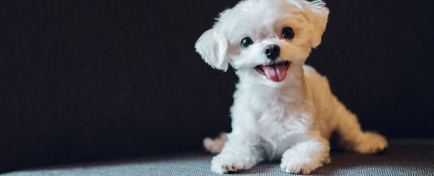 บ้านที่คุณสามารถอยู่กับสุนัขที่คุณรักได้เหมือนอยู่บ้านของตัวเอง