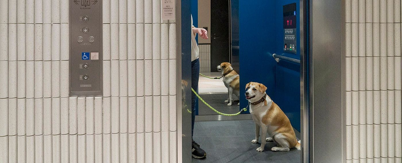 ลิฟต์ที่อนุญาตให้นำสัตว์เลี้ยงขึ้นได้