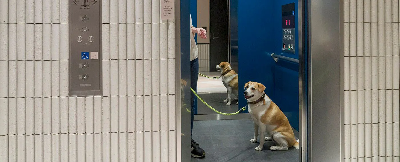 ลิฟต์ที่อนุญาตให้นำสัตว์เลี้ยงขึ้นได้