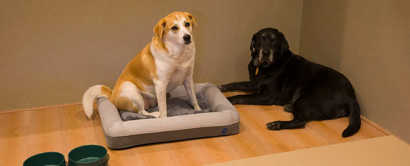 สัตว์เลี้ยง