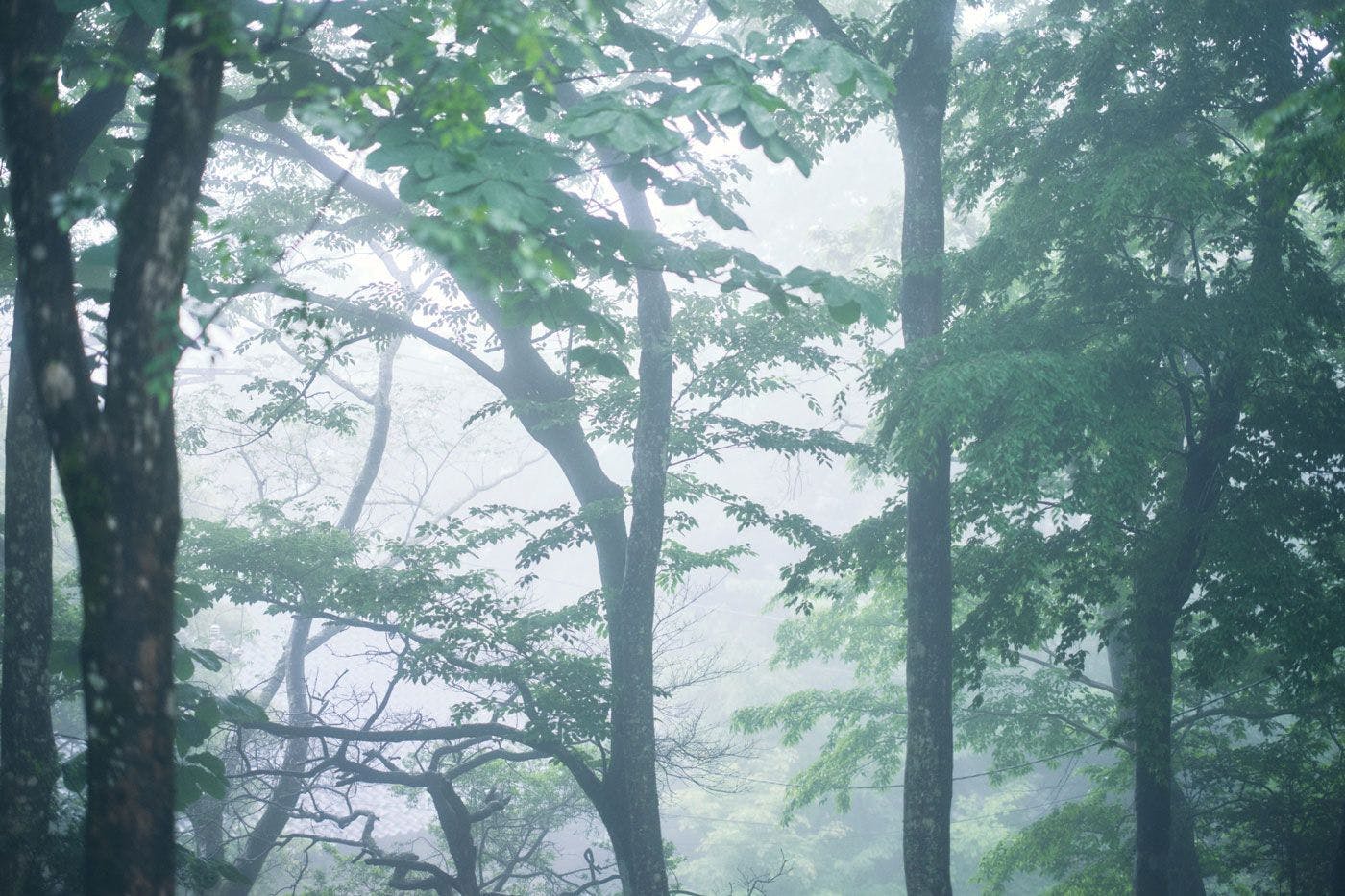 自然の景色