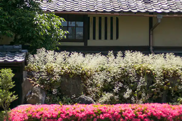 รูปลักษณ์ภายนอก