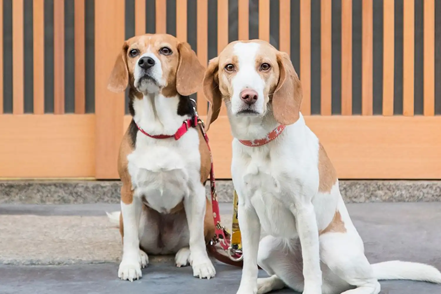 ตัวอย่างห้องพัก