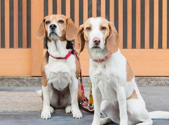 京都府緑化センター 京都 綾部 福知山 人気お花見スポット 一休 Comレストラン 京都府緑化センター 京都 綾部 福知山 人気お花見スポット 一休 Comレストラン