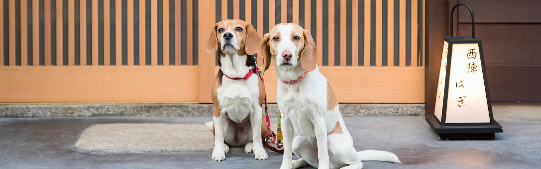 愛犬・愛猫と泊まれる京町家一棟貸し 洛龍菴 西陣北はぎ・あじさい