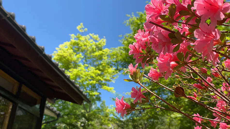 MORIHAKU -Forest Stay-