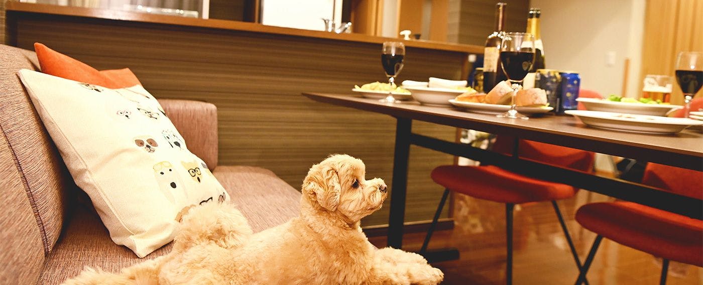 與愛犬共度特別時光