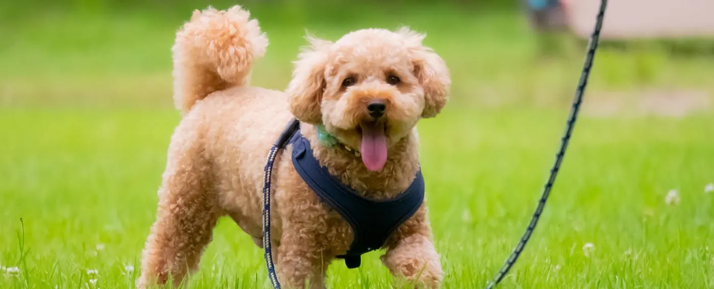 แผนสำหรับสัตว์เลี้ยง