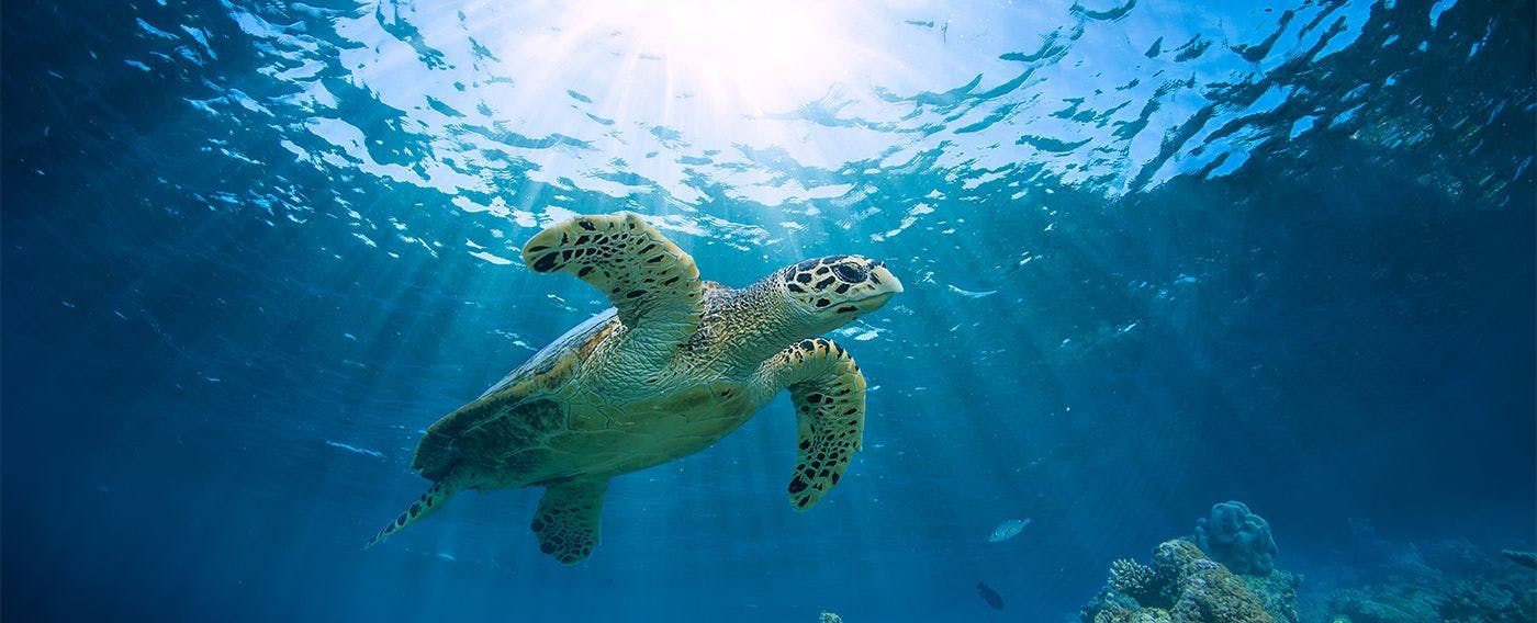 シュノーケル体験