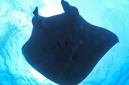 FUSAKI HILL ISHIGAKI