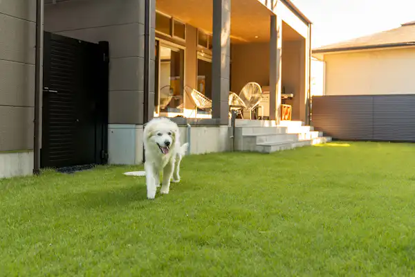 สนามวิ่งเล่นสำหรับสุนัข