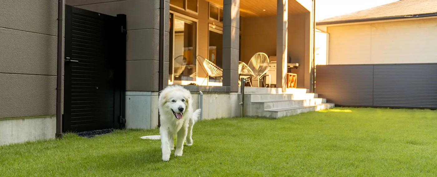 สนามวิ่งเล่นสำหรับสุนัข