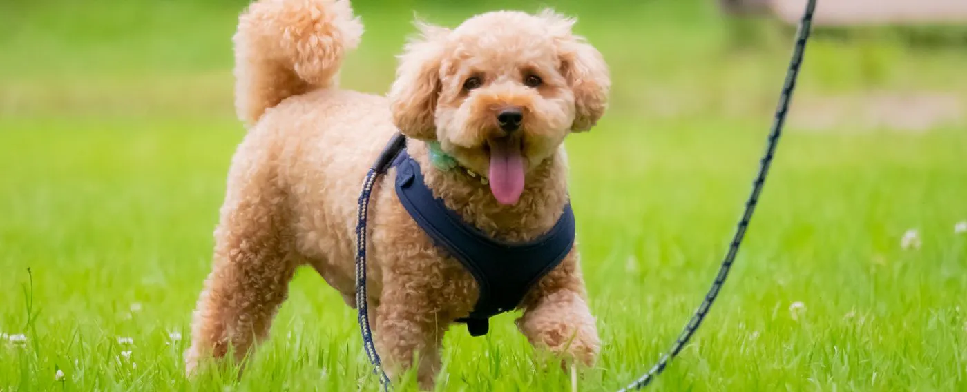 ภาพตัวอย่างแผนสำหรับสัตว์เลี้ยง