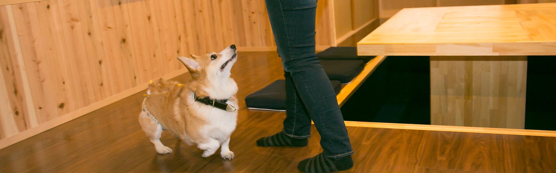 21年最新 京都市周辺でペットと泊まれる宿ランキング 一休 Com