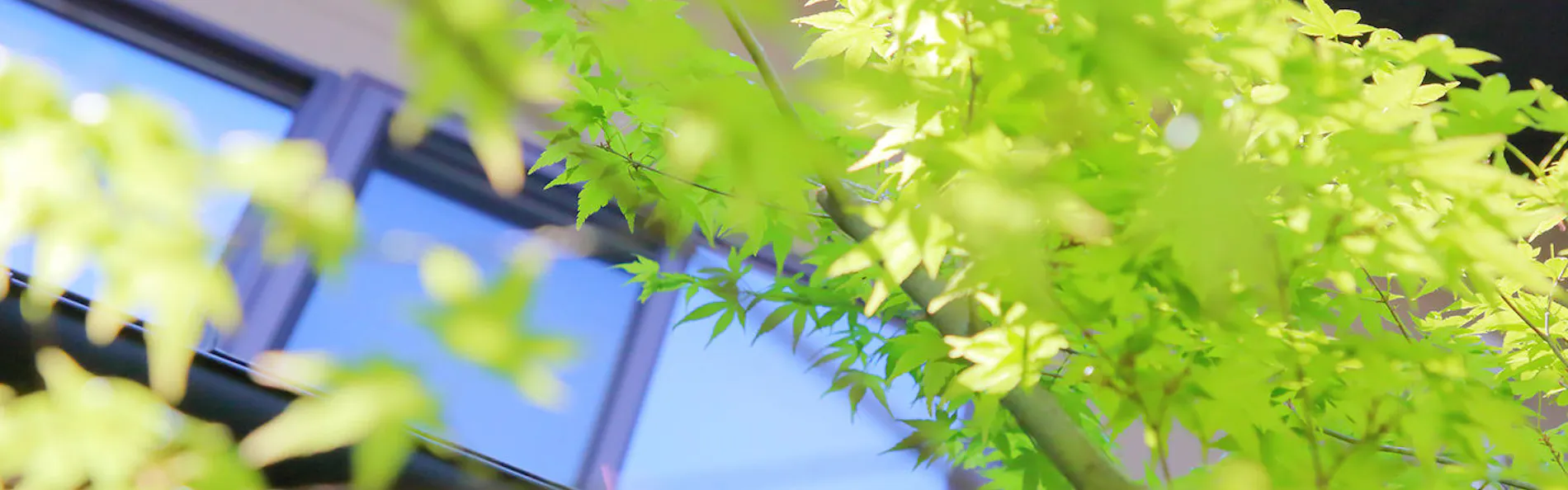 京のおおぞら 褒華