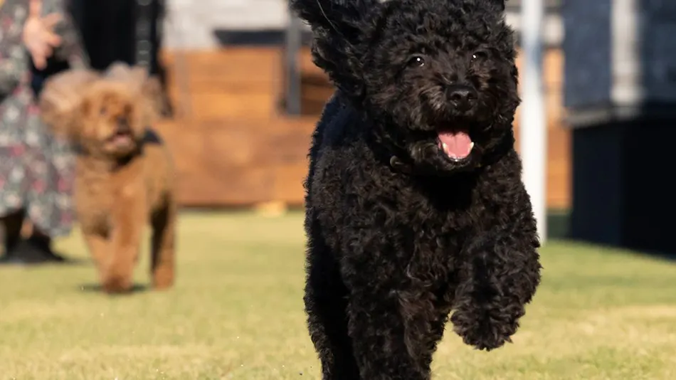 SUNSET DOG VILLAGE Awaji Island