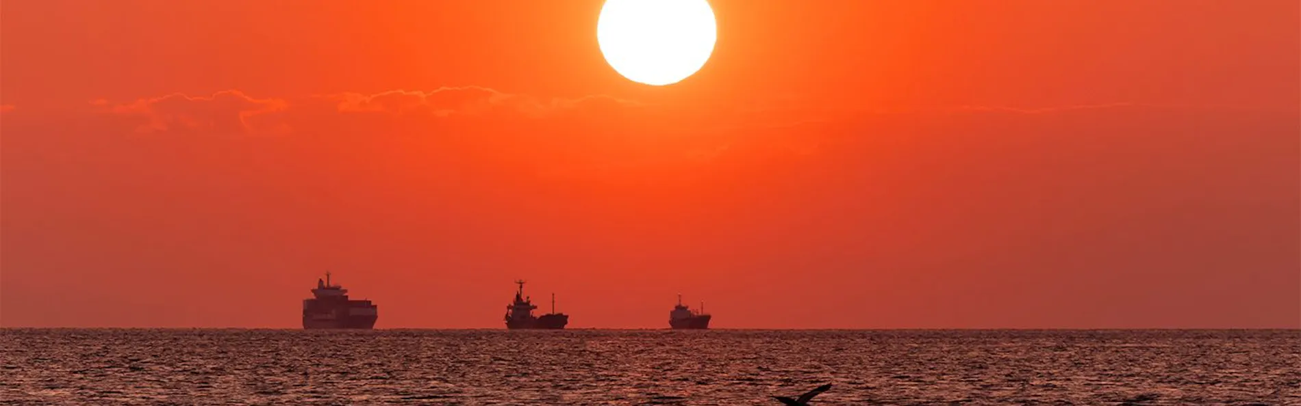 SUNSET DOG VILLAGE 淡路島