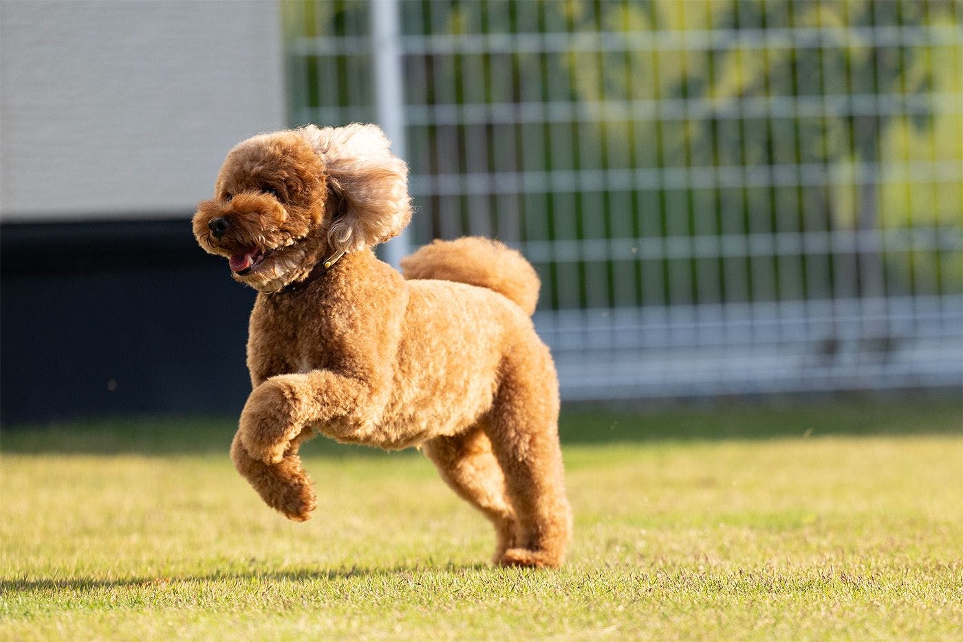 SUNSET DOG VILLAGE Awaji Island