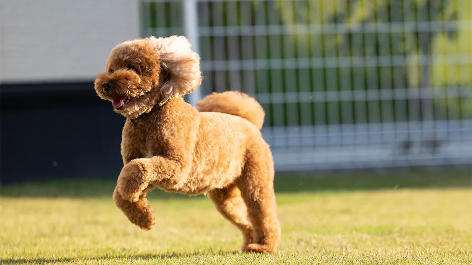 SUNSET DOG VILLAGE Awaji Island