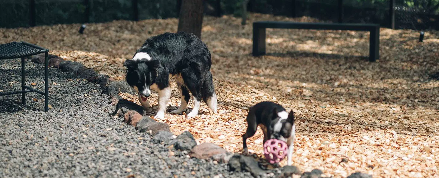 ลานวิ่งเล่นสำหรับสุนัข