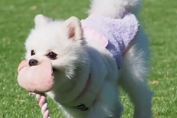 สุนัขเล่นในสวน