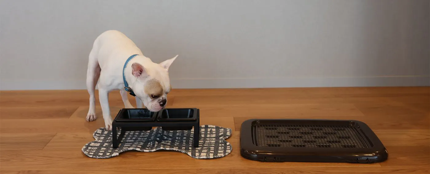 เป็นมิตรกับสุนัข