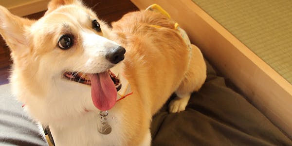 22年最新 京都周辺でペットと泊まれる宿ランキング 一休 Com 22年最新 京都周辺でペットと泊まれる宿ランキング 一休 Com