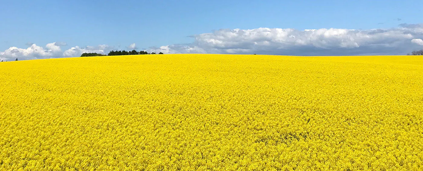 ทิวทัศน์