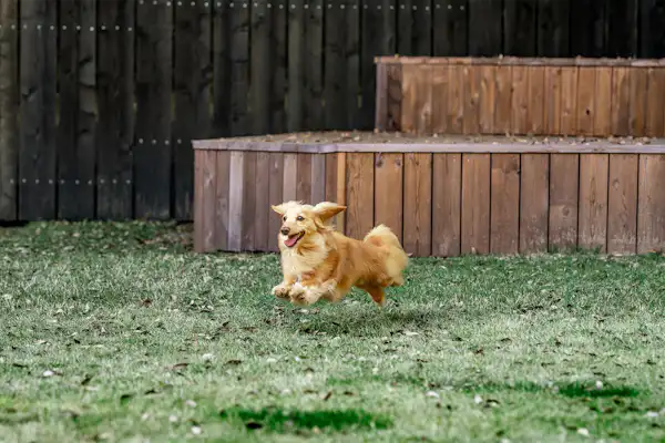 สวนสุนัข