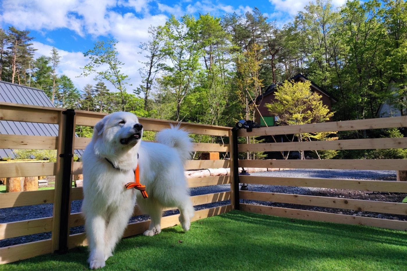 ภาพตัวอย่างสุนัข