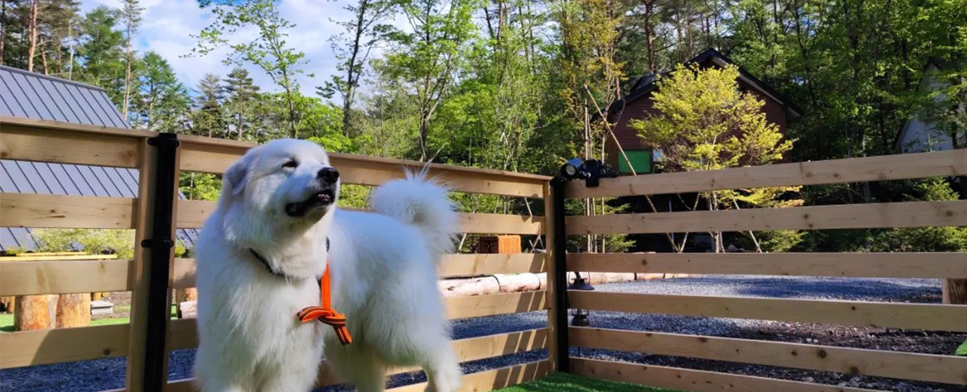 ภาพตัวอย่างสุนัข