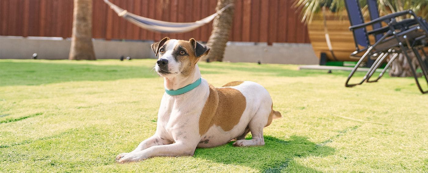 専用ドッグラン