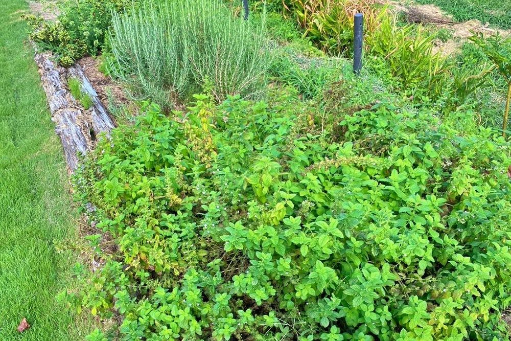 สวนสมุนไพร