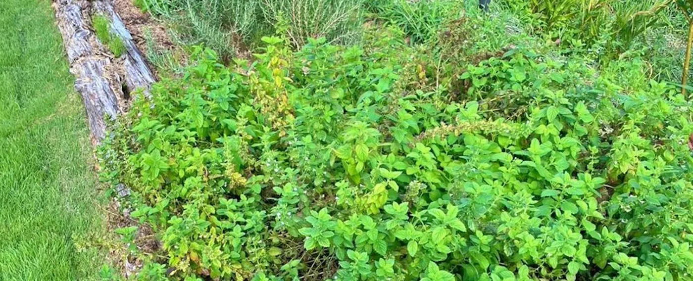 สวนสมุนไพร