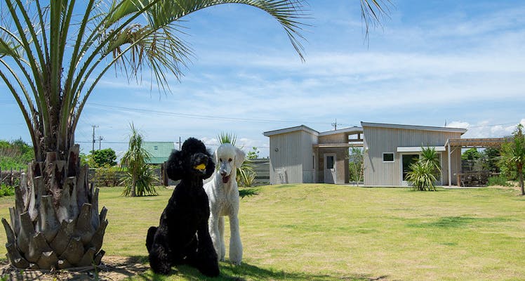 千葉 ペットと泊まれる宿 選 お得に宿泊予約 Yahoo トラベル 千葉 ペットと泊まれる宿 選 お得に宿泊予約 Yahoo トラベル