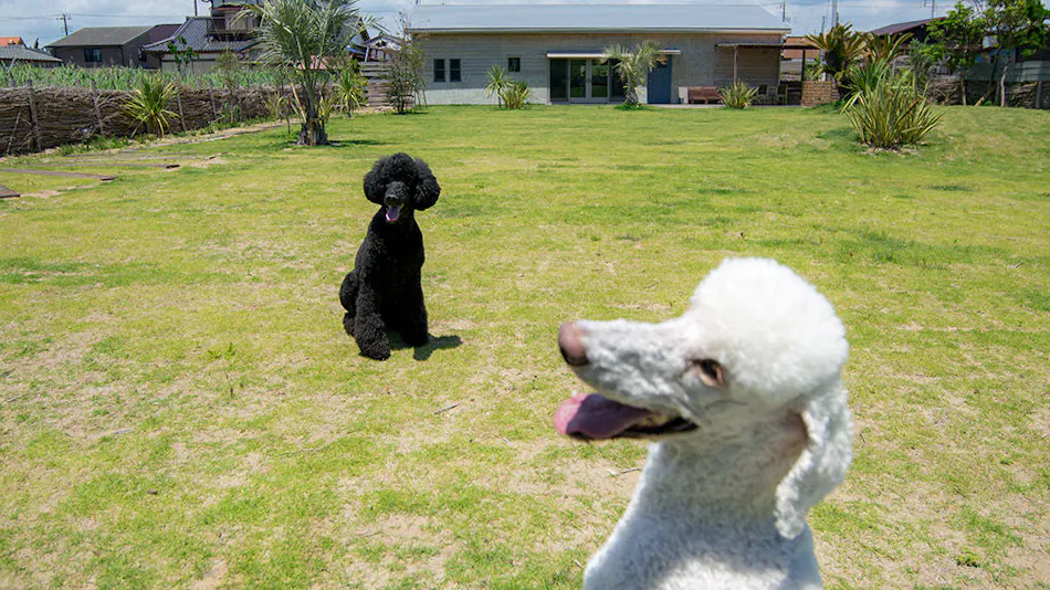 Dog Cottage Umi no Oto