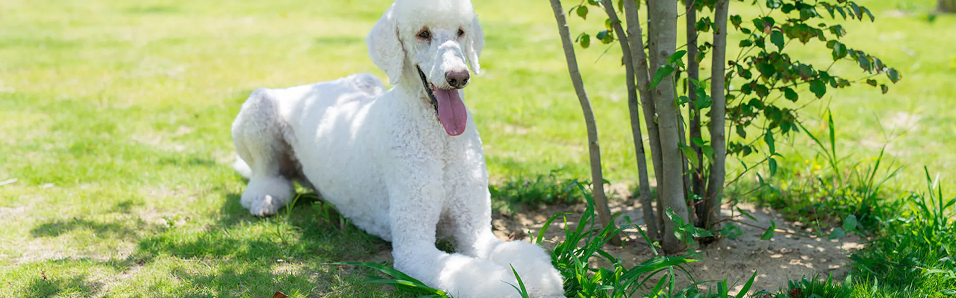 ドッグコテージ海の音